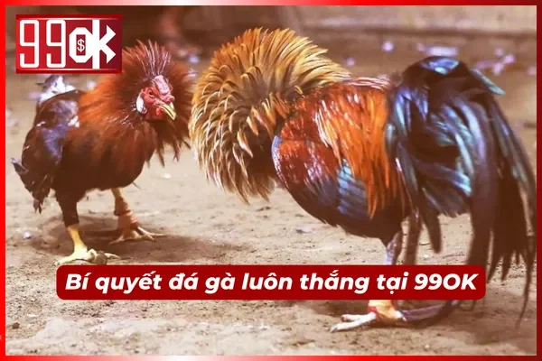 Mẹo làm giàu từ bộ môn đá gà cựa sắt