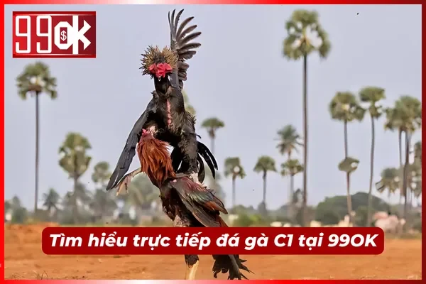 Trực tiếp đá gà C1 siêu nét tại 99OK