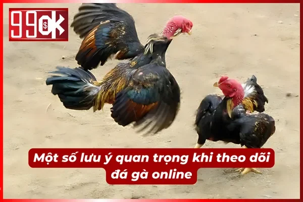 Cẩn thận nhầm lẫn khi theo dõi đá gà online